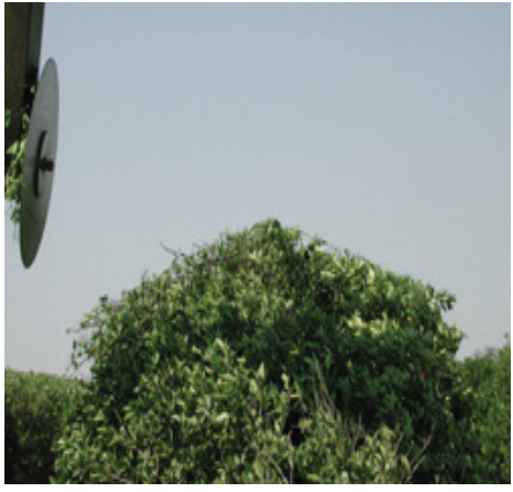 اصول هرس باغات مرکبات 4 سر