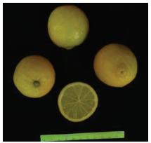 کلیاتی در مورد مرکبات 18 لایم