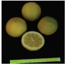 کلیاتی در مورد مرکبات 19 لیسبون