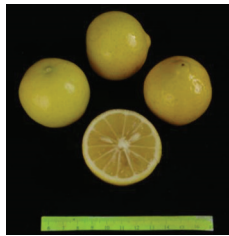 کلیاتی در مورد مرکبات 16 لیمو