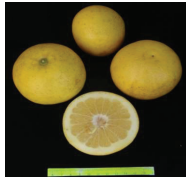 کلیاتی در مورد مرکبات 21 مارش