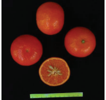 کلیاتی در مورد مرکبات 11 پیچ