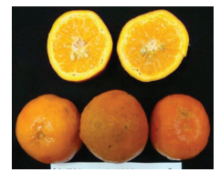 کلیاتی در مورد مرکبات 12 یاشار