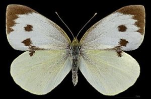 پروانه های سفیده کلم 1 MHNT Pieris brassicae Foret de Bouconne France female dorsal