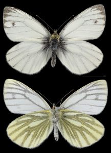 پروانه های سفیده کلم 5 MHNT Pieris napi napi Foret de Bouconne France male 1