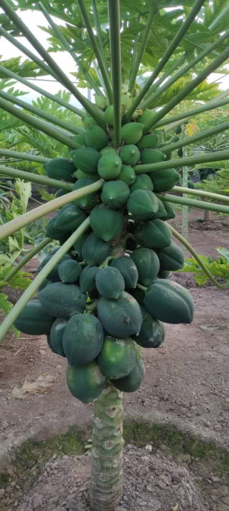 توزیع نهال پاپایا اصلاح شده و پرثمر