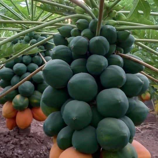 توضیحاتی درمورد درخت پاپایا