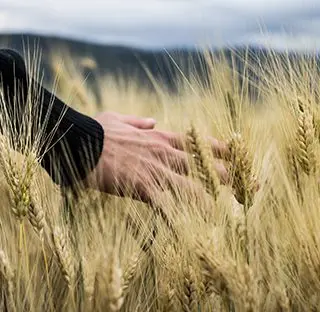صفحه اصلی 1 agriculture