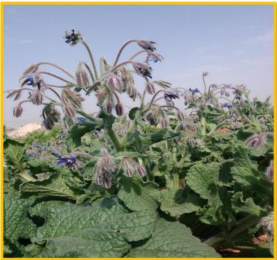 اصول زراعت گیاه دارویی گل گاو زبان