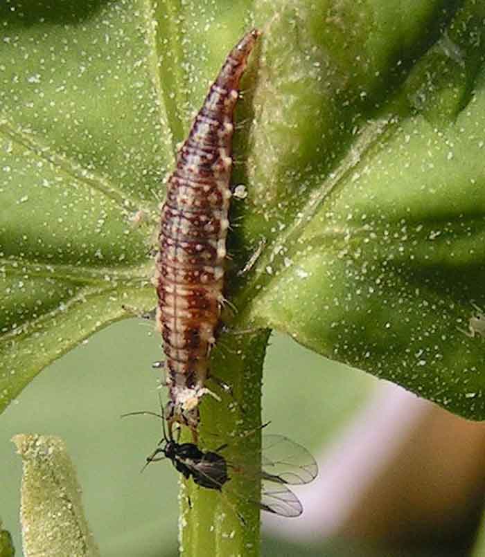 Green Lacewing 6
