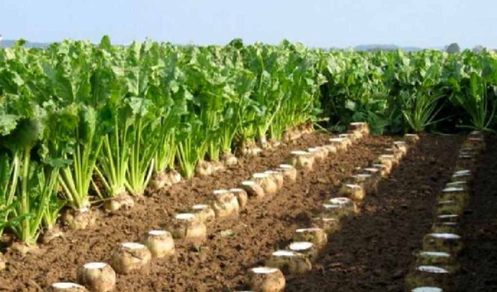 کنترل شیمیایی علف هرز چغندر قند