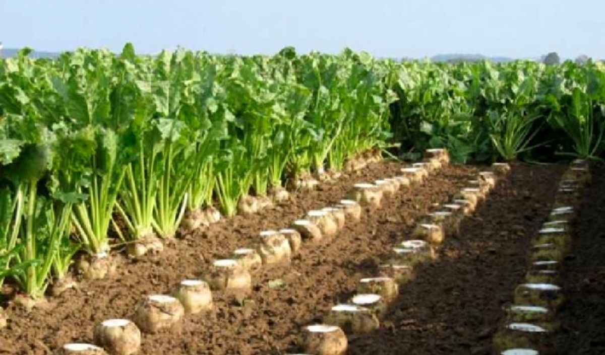 کنترل شیمیایی علف هرز چغندر قند