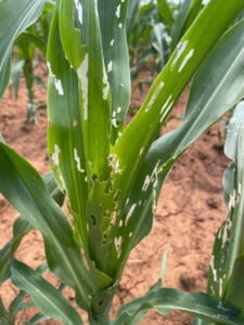 Fall armyworm damage maize Daniel Andrews 768x1024 1