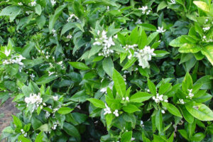 citrus flowering 2