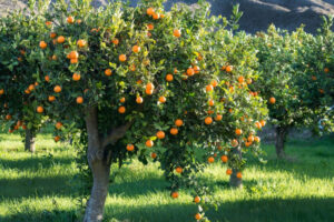 citrus flowering 3