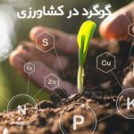 کاربرد کود گوگرد در کشاورزی
