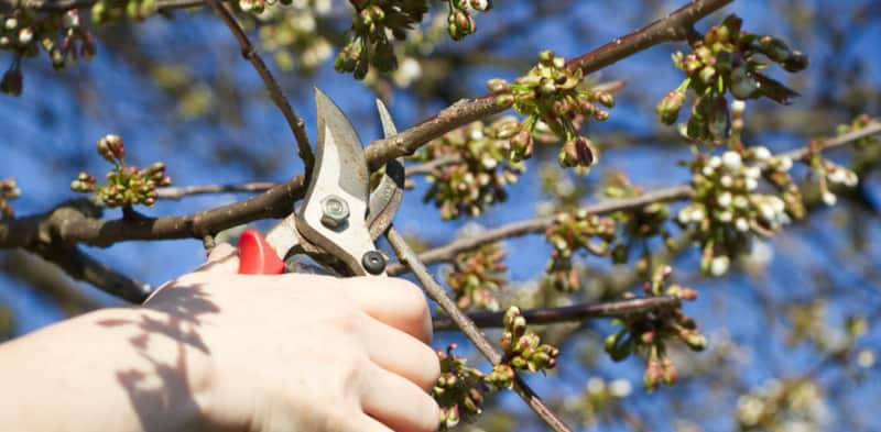 روش های هرس درختان در زمستان روش های هرس درختان در زمستان