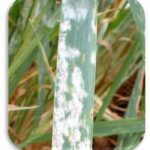 سفیدک سطحی یا پودری گندم