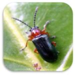 سوسک برگخوار غلات (Cereal Leaf Beetle)