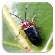 سوسک برگخوار غلات (Cereal Leaf Beetle) سوسک برگخوار غلات (Cereal Leaf Beetle)