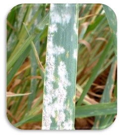 سفیدک سطحی یا پودری گندم سفیدک سطحی یا پودری گندم