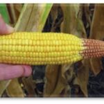 کمبود عناصر غذایی ذرت