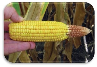 کمبود عناصر غذایی ذرت کمبود عناصر غذایی ذرت