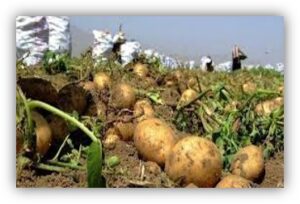 اجرای پایلوت مدل ارائه خدمت زنجیره تولید، فرآوری و توزیع محصولات صیفی و سبزی 1 Picture1
