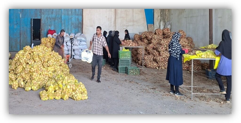 اجرای پایلوت مدل ارائه خدمت زنجیره تولید، فرآوری و توزیع محصولات صیفی و سبزی اجرای پایلوت مدل ارائه خدمت زنجیره تولید، فرآوری و توزیع محصولات صیفی و سبزی