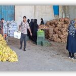 اجرای پایلوت مدل ارائه خدمت زنجیره تولید، فرآوری و توزیع محصولات صیفی و سبزی