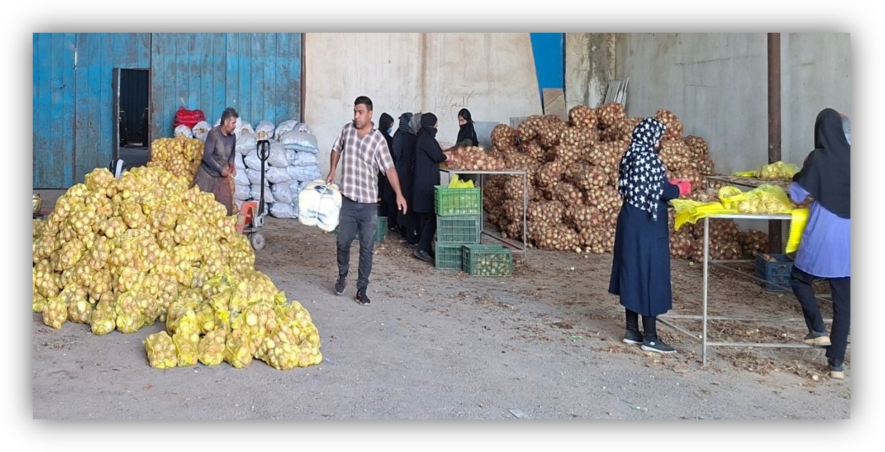 اجرای پایلوت مدل ارائه خدمت زنجیره تولید، فرآوری و توزیع محصولات صیفی و سبزی اجرای پایلوت مدل ارائه خدمت زنجیره تولید، فرآوری و توزیع محصولات صیفی و سبزی